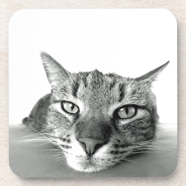 Posavasos Vigilando el gato (Frente)