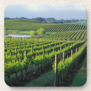 Posavasos Viñas en hileras ordenadas en Napa, California
