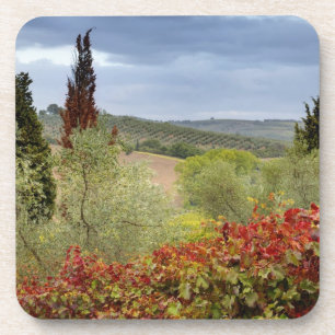 Posavasos Viñedo cerca de Montalcino, Toscana, Italia