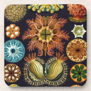 Posavasos Vintage Haeckel