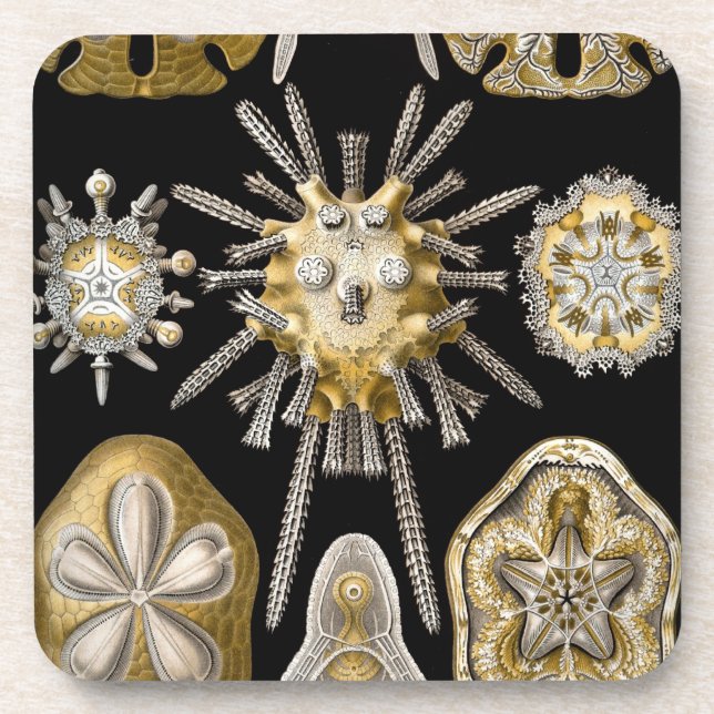 Posavasos Vintage Haeckel (Frente)