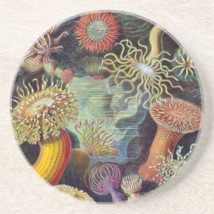 Posavasos Vintage Haeckel Sea Anemone