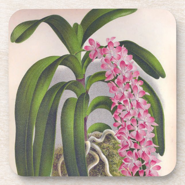 Posavasos Vintage Lilac Orquid Aerides Fieldingi Lindenia (Frente)