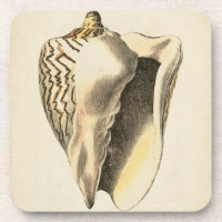 Vintage Sepia Conch Shell