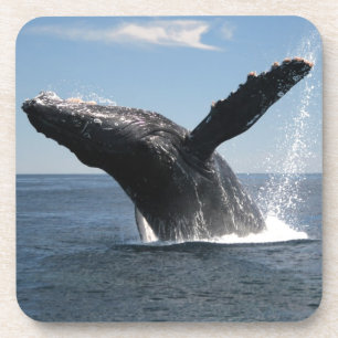 Posavasos Violación adulta de la ballena jorobada
