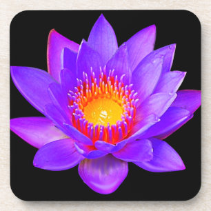 Posavasos Violet Lotus Flower on Black