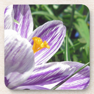 Posavasos Violet Spring Crocus