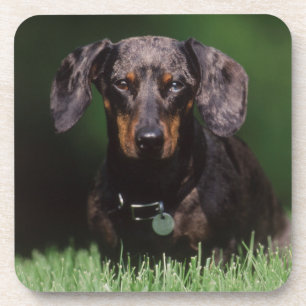 Posavasos Vista de Dachshund de color moteado