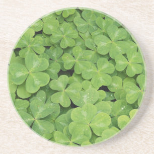 Posavasos Vista de Oxalis Oregana follaje de trébol de mader
