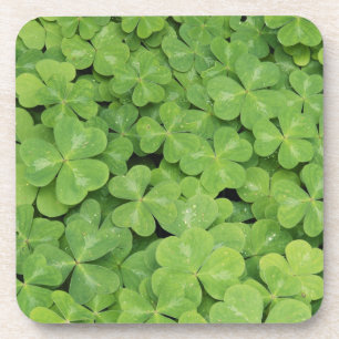 Posavasos Vista de Oxalis Oregana follaje de trébol de mader