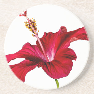 Posavasos Vista lateral de las flores rojas de Hibiscus