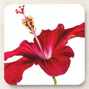 Posavasos Vista lateral de las flores rojas de Hibiscus
