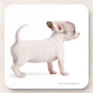 Posavasos Vista lateral del perrito de la chihuahua (10