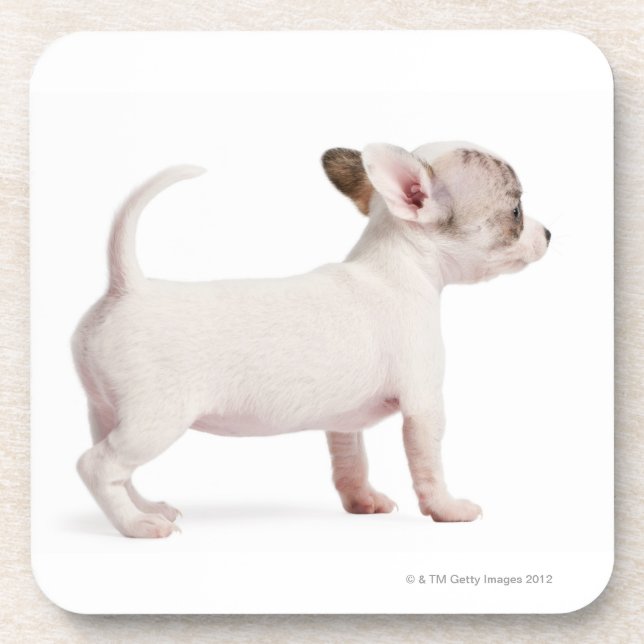 Posavasos Vista lateral del perrito de la chihuahua (10 (Frente)