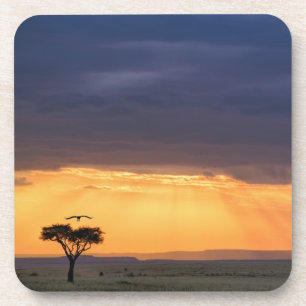 Posavasos Vista panorámica de buitre y árbol de acacia