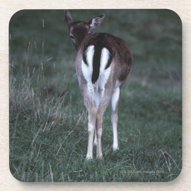 Posavasos Vista posterior de un ciervo, Nueva Zelanda (Frente)