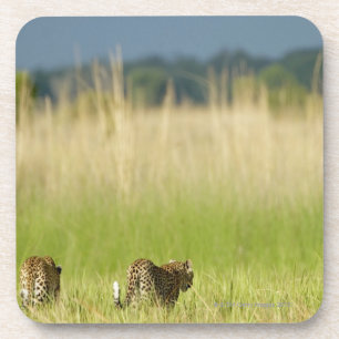 Posavasos Vista posterior del leopardo (pardus del Panthera)