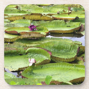 Posavasos Vitoria Regis, gigantescas nenúfares en la Amazon