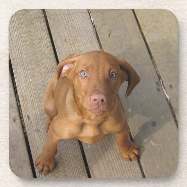 Posavasos vizsla puppy (Frente)