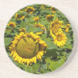 Posavasos WA, Condado de Kittitas, Campo de Girasoles