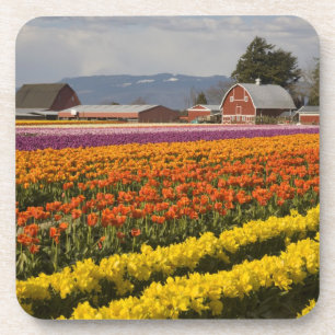 Posavasos WA, Valle de Skagit, Campos de tulipanes en flor, 