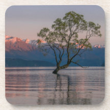 Wanaka Tree, New Zealand Coasters