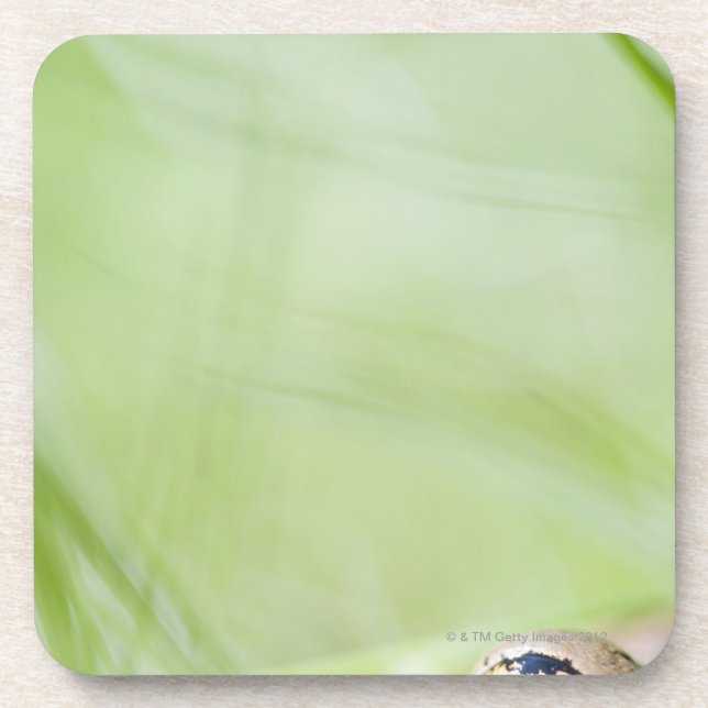 Posavasos Washington, los E.E.U.U. (Frente)