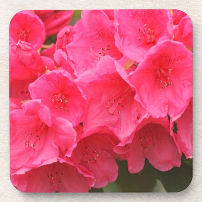 Posavasos Washington, Seattle, Puget Sound, Discovery Park (Frente)