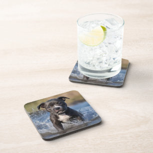 Posavasos "Wave Chaser: Una golondrina mullida jugando en el