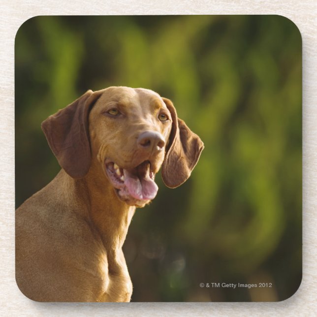 Posavasos Weimaraner (Frente)
