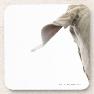 Posavasos Weimaraner 2