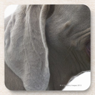 Posavasos Weimaraner 3