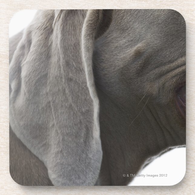 Posavasos Weimaraner 3 (Frente)