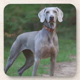 Posavasos Weimaraner Puppy Dog