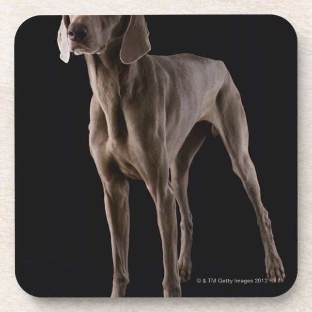Posavasos Weimaraner, tiro del estudio (Frente)