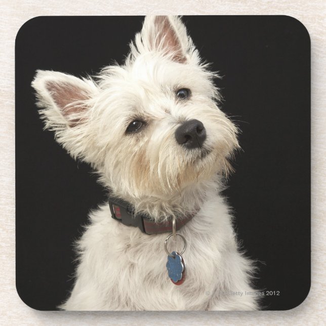 Posavasos Westie (terrier del oeste de la montaña) con el (Frente)