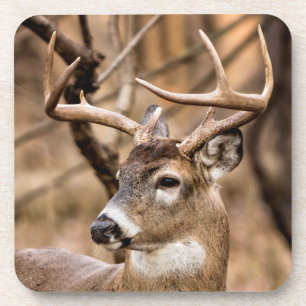 Posavasos White Tail Deer Buck