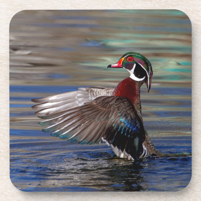 Posavasos Wing Flapping Wood Duck (Frente)