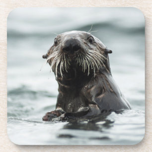 Posavasos Wise Otter