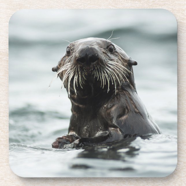 Posavasos Wise Otter (Frente)