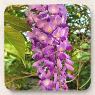 Posavasos Wisteria Bloom