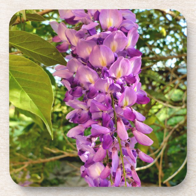 Posavasos Wisteria Bloom (Frente)