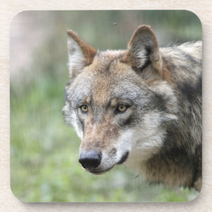 Posavasos Wolf 001
