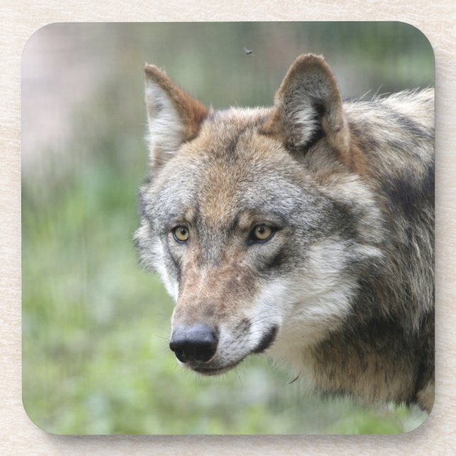Posavasos Wolf 001 (Frente)