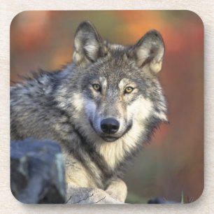 Posavasos Wolf Coaster Set