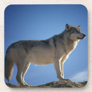 Posavasos Wolf On Rocks
