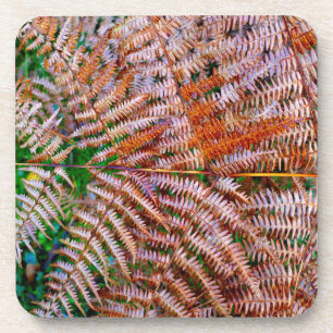 Posavasos Woodland Ferns