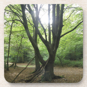 Posavasos Woodland Sunshine Cork Coaster