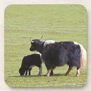 Posavasos Yacs de la vaca y del becerro, Lijiang