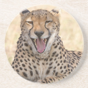 Posavasos Yawning Cheetah
